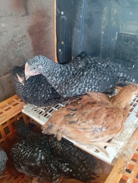 Vindem pui rasa mixta