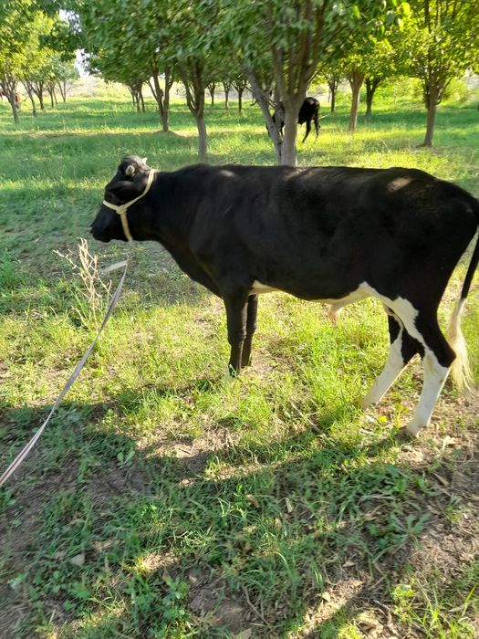 Xukizlar sotiladi soni 10 dona