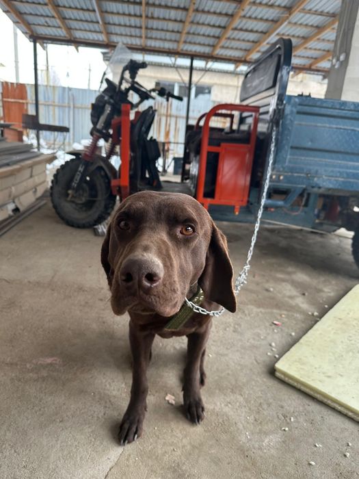 Лабрадор ретривер