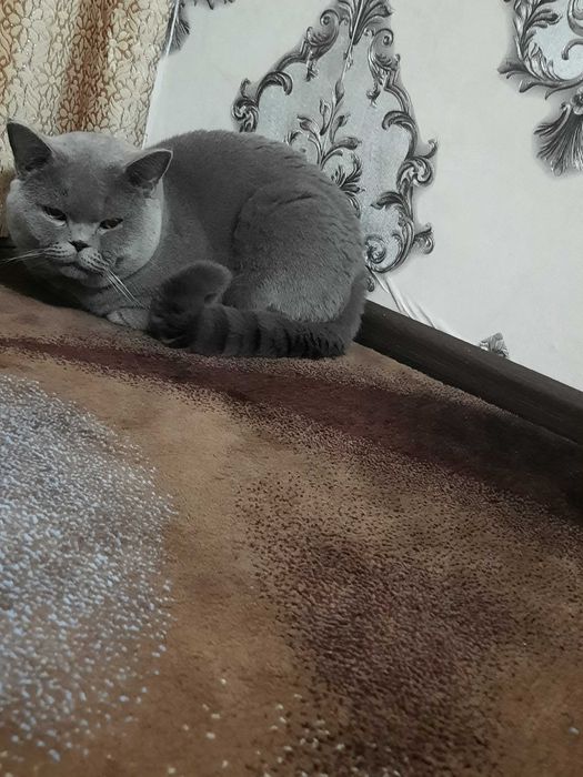 1,5 yoshli skottish strayt o'g'il bola mushuk vyazkaga tayyor