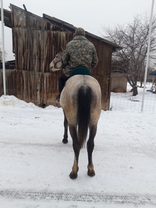 Кок айгыр серый конь