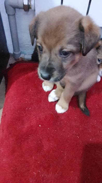 Щенки в добрые руки