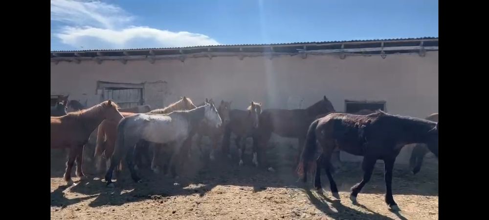 Оppo 5i с гарантией