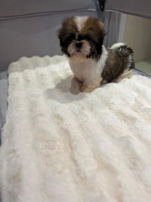 Shih  tzu fetiță