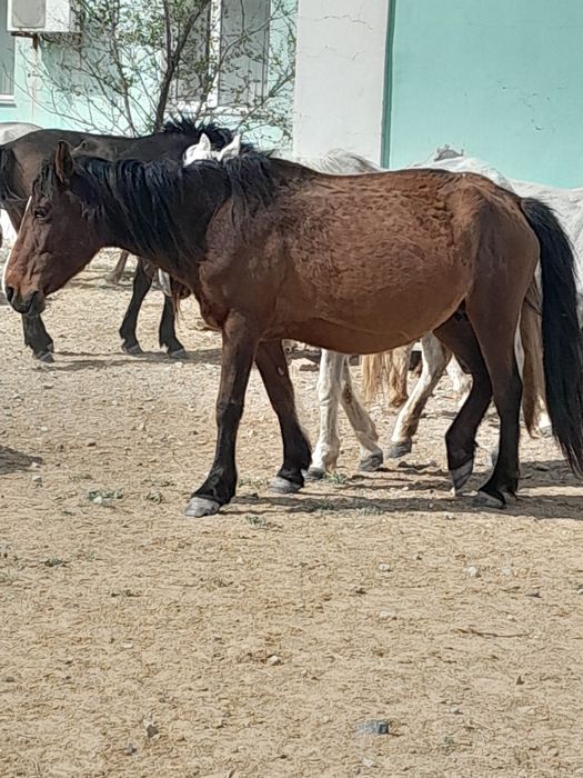 Буаз бие сатылады