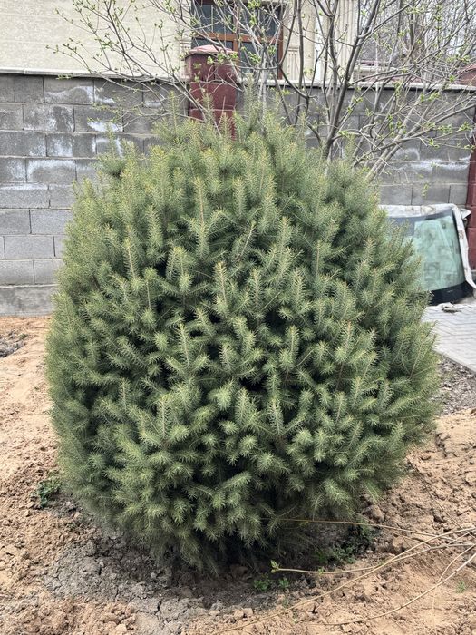 Ель Шренка, высота 1,5 метра.