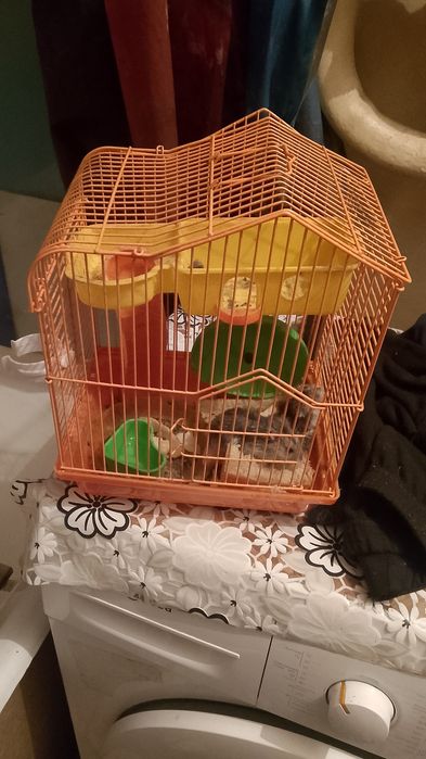 Продам Хомяков с клеткой
