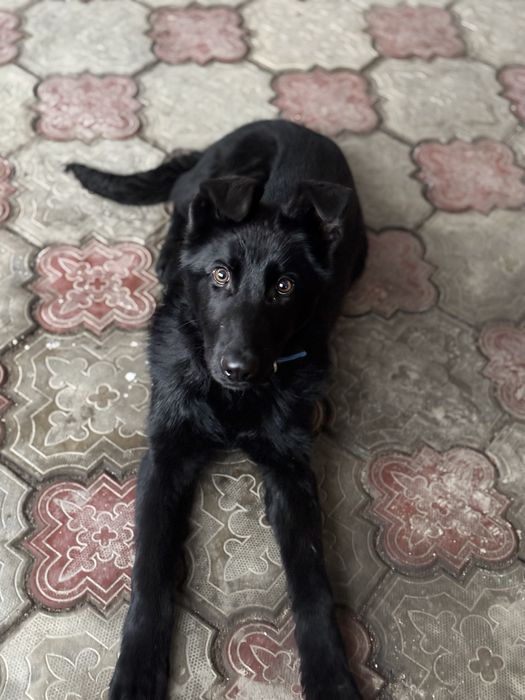 Продам немецкую овчарку