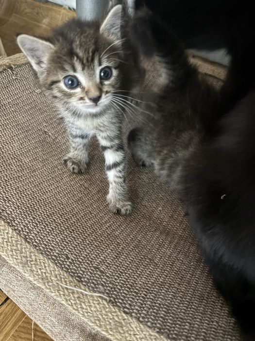 Котята девочка и мальчик