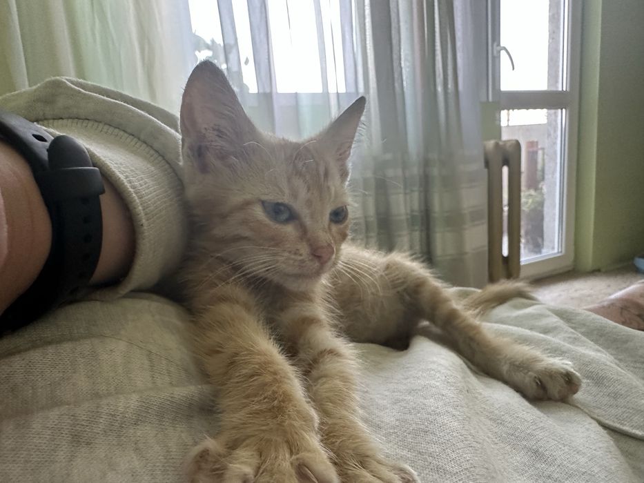 Малко златно котето