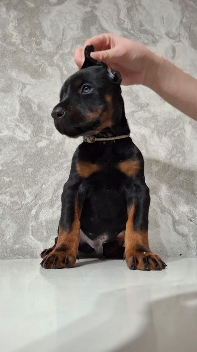 доберман детки с документами