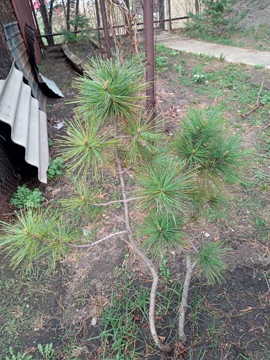 Ёлки, кедр, сосны, ели