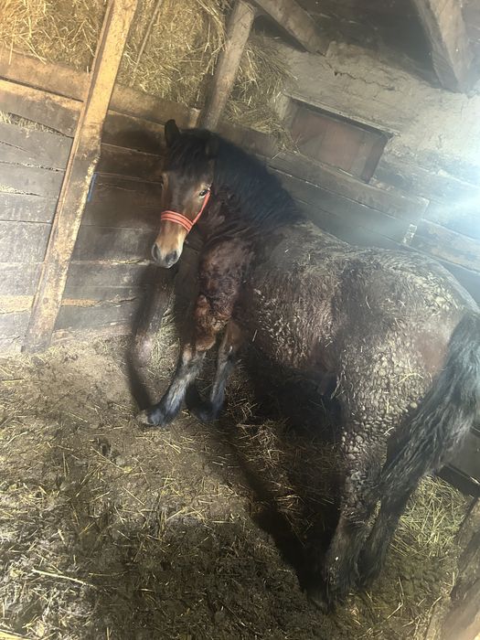 2 Mânzi de vânzare