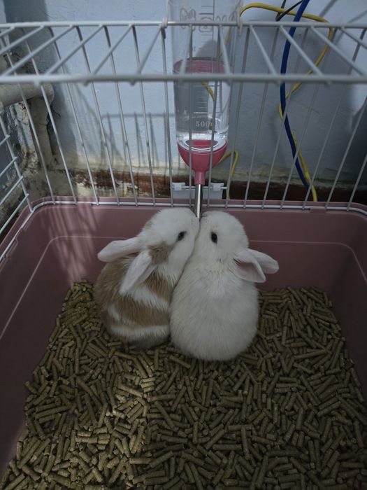 Продаются кролики