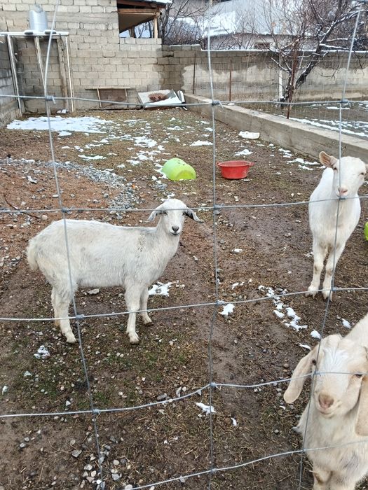 Срочна асыл тукымды ешкилер