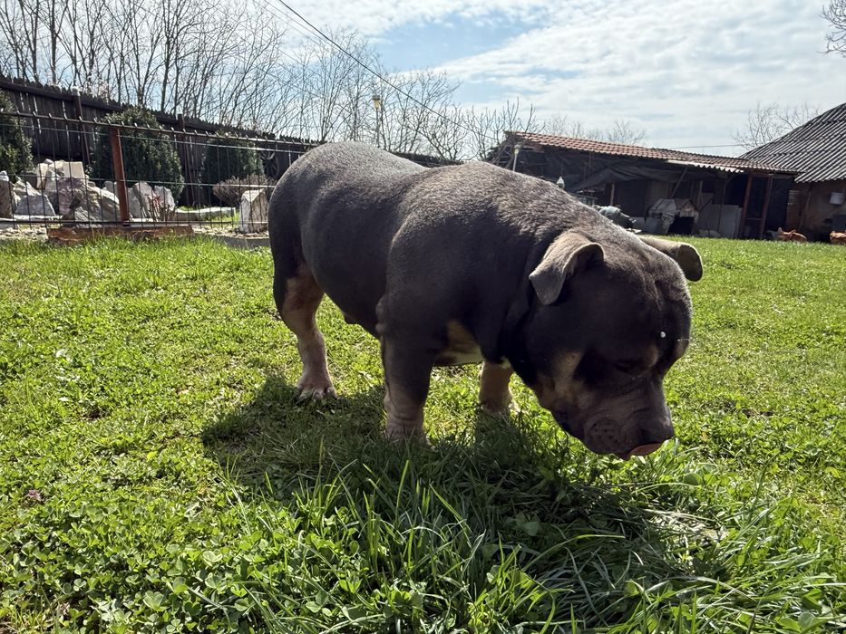 Vand mascul american  bully pocket