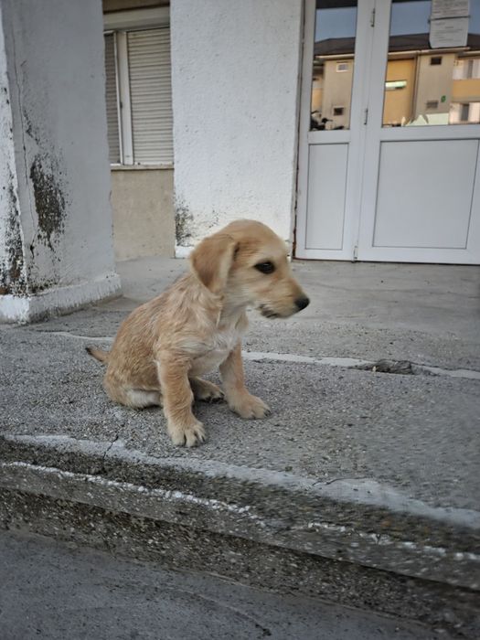 Donez Cațelușă  ,dragălașă și jucăușă.