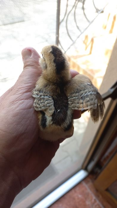 Vand pui araucana si australorp