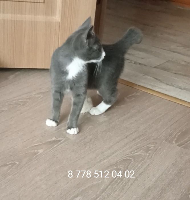Котик,3,5 мес в добрые руки
