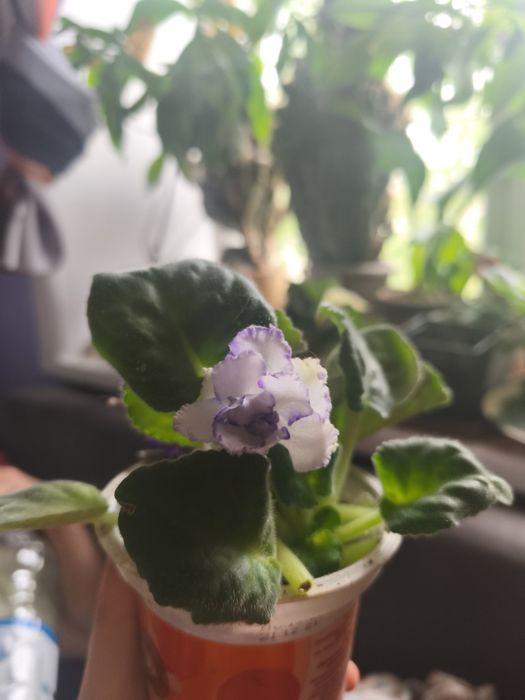 Продам фиалку два корня