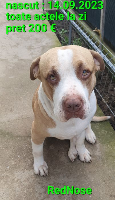 Fata Amstaff blue/cu toate documentele