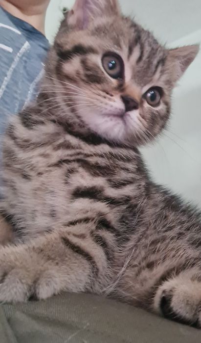 Pisic british tabby cu pedigree