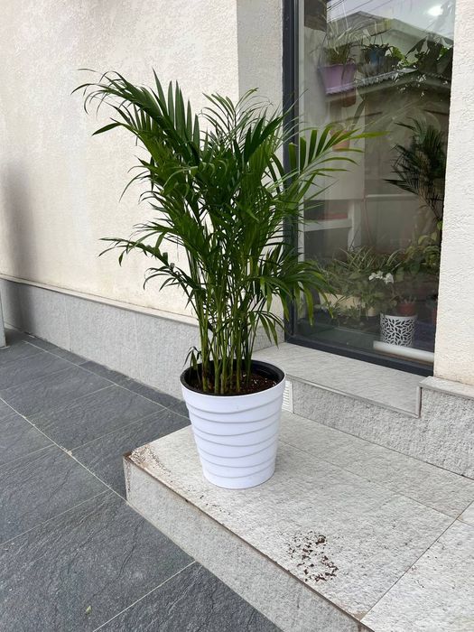 Цветы для офиса и дома