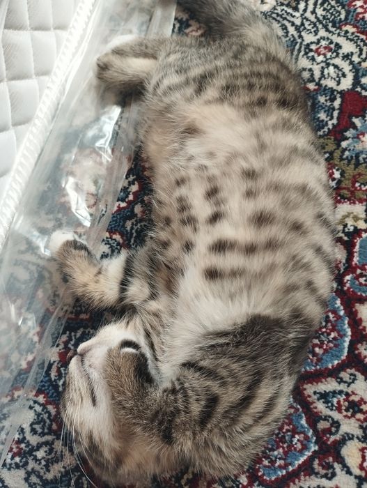 Вислоухая кошка.