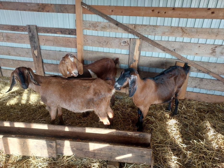 Vând 3 capre anglonubiane