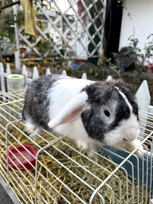 Карликовый кролик