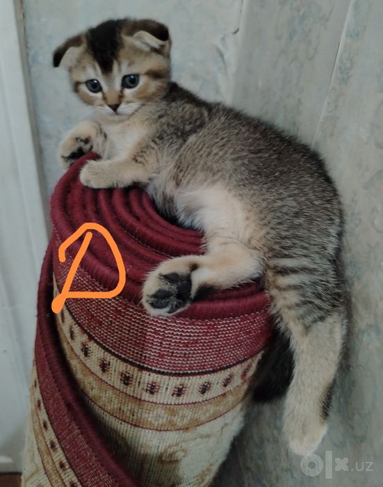 Продаётся породистые котята