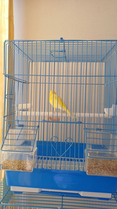 Срочно продаётся Канарейки