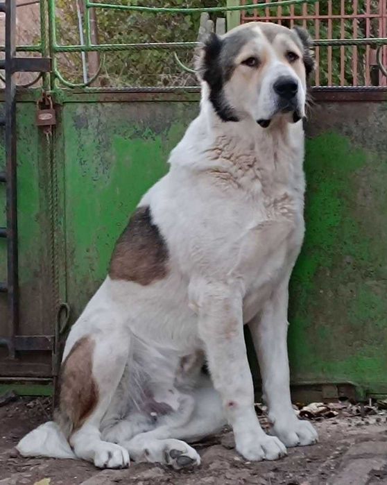 Алабайчета на 3 месеца и половина