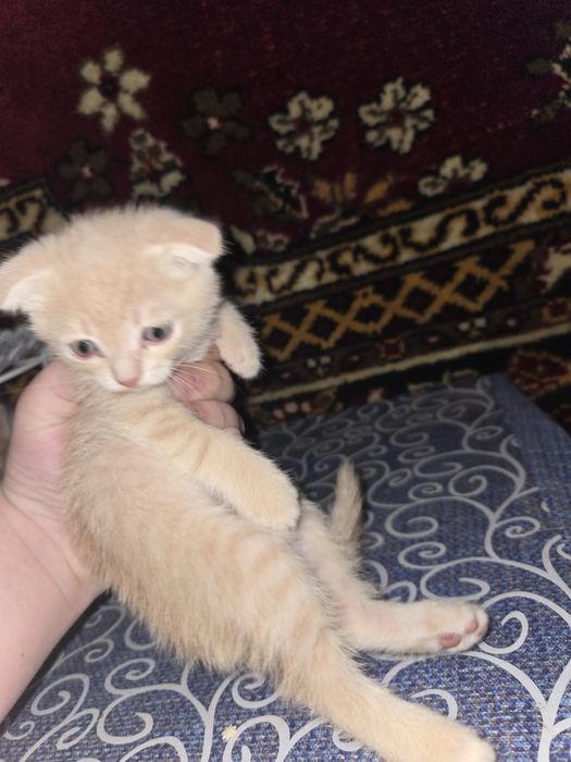 Отдаю 2 котят, мальчик и девочка, в добрые руки