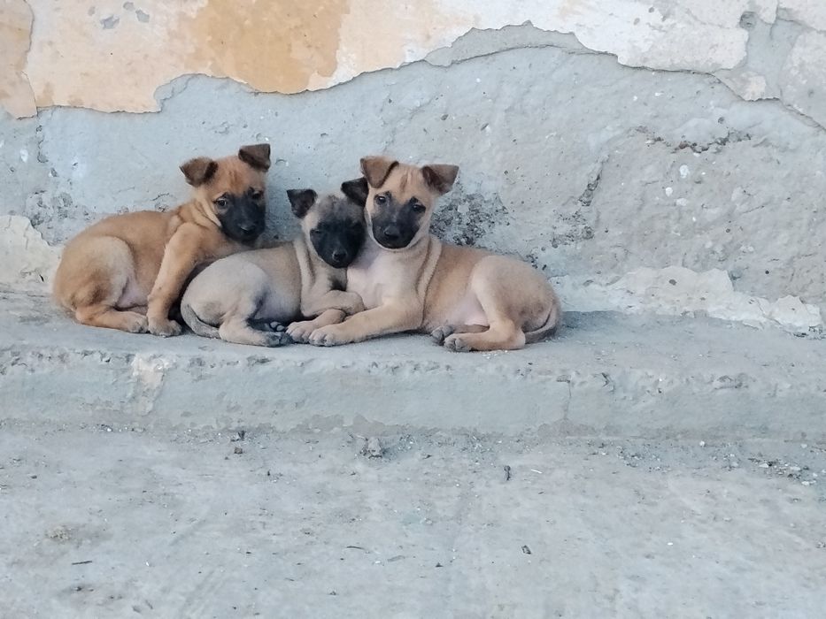 Caut stăpân pentru cei trei frumoși