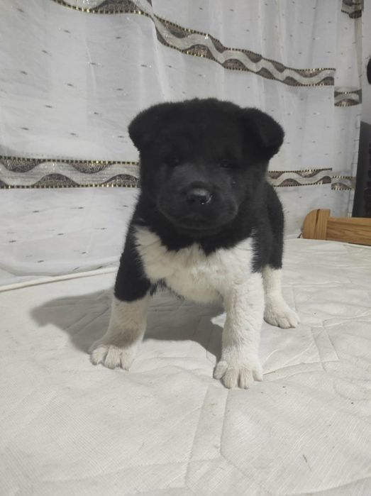Akita american 2 băieți