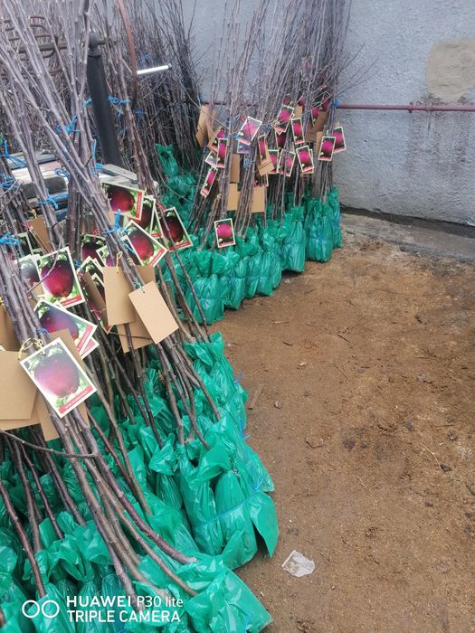 Vand pomi fructiferi