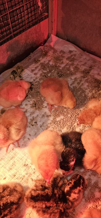 Продаются цыплята Ред бро