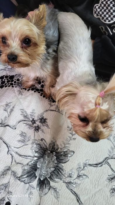 Продам щенков породы Йоркширский терьер Мини