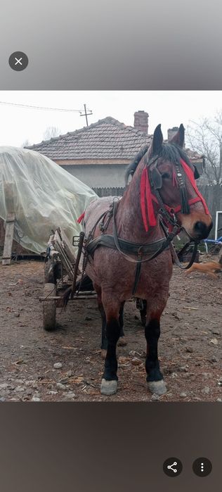 Iapa de 6 ani cu mânz de 11 luni semigreu de vanzare