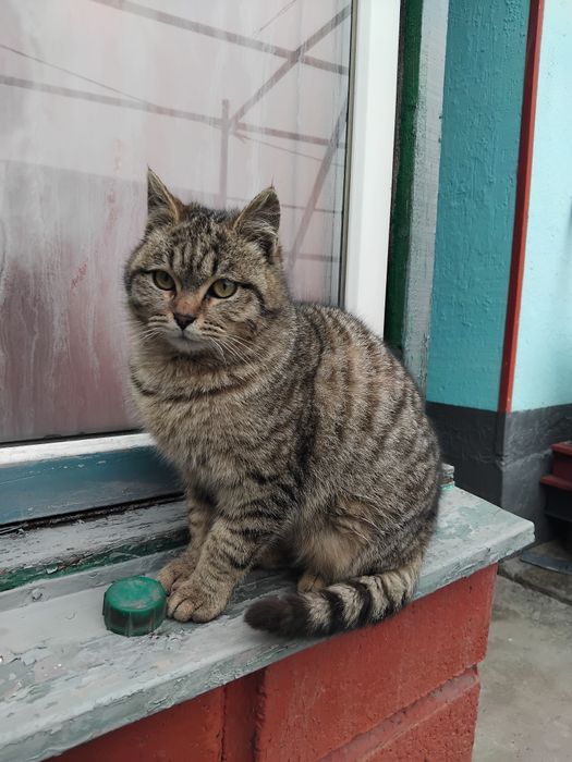 Отдам маленького котенка