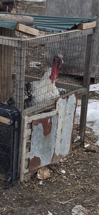 Продам индюков, самцы