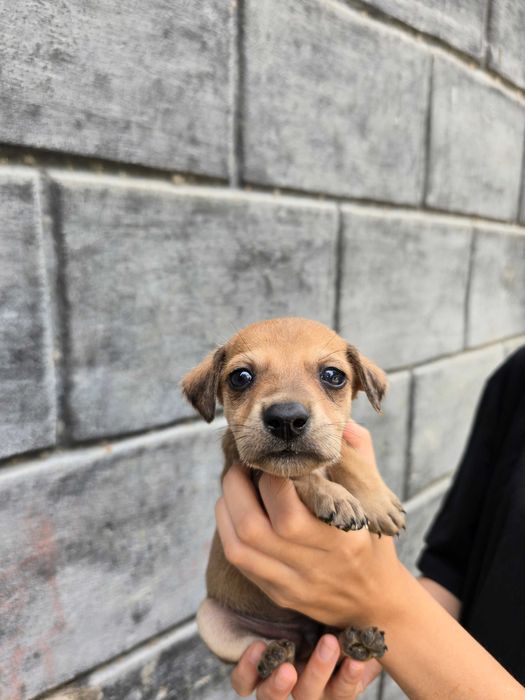 Отдам щенят, срочно!