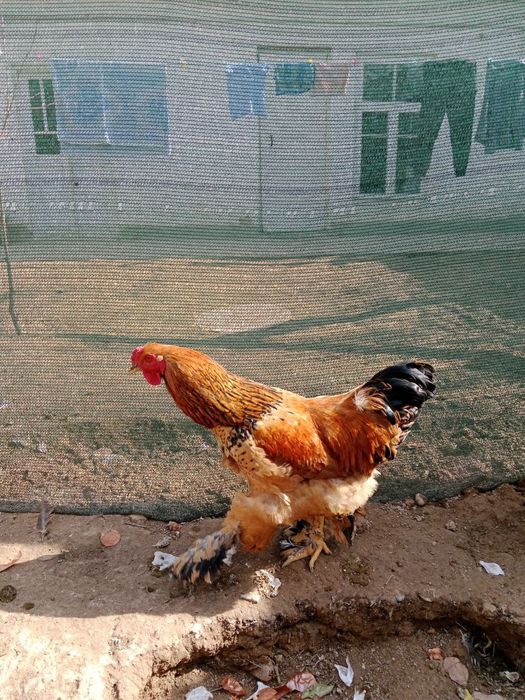 Брама хорозлари сотилади