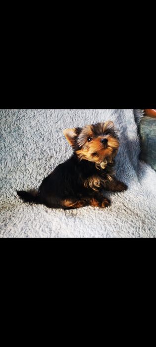 Продам щенков йорка