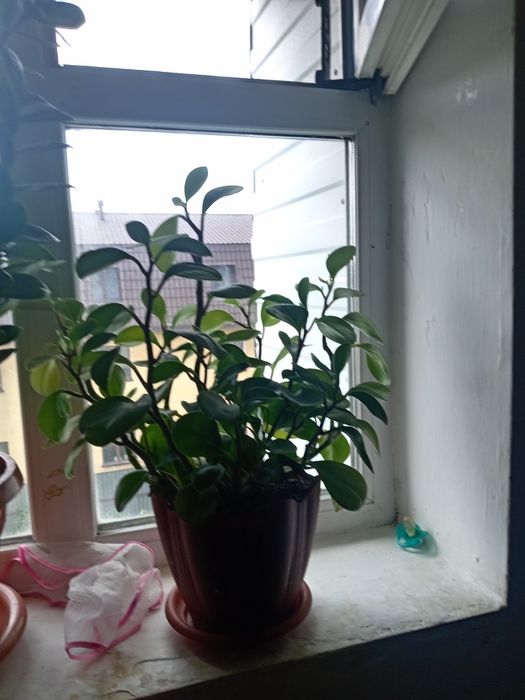 Бөлме гүлдері /комнатные растения