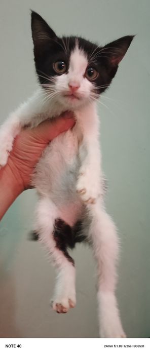 150 mingdan sotiladi