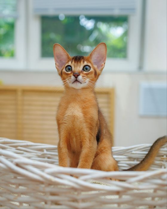 Абиссинский котенок окраса Соррель