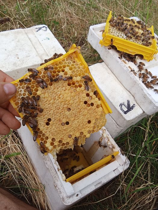 Matci buckfast,carnica și carpatine f1 imperecheate