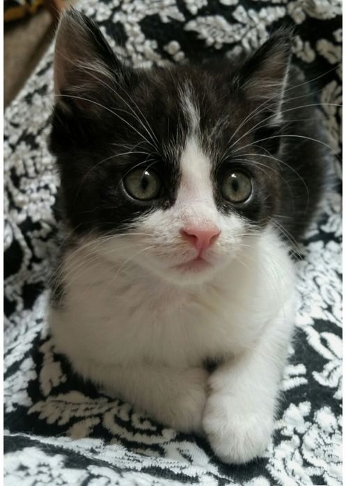 Отдам в хорошие добрые руки